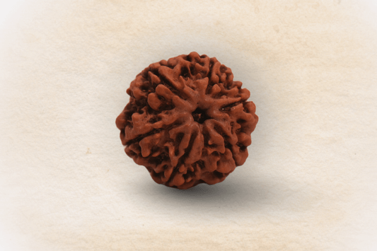 6 Mukhi Nepali Rudraksha