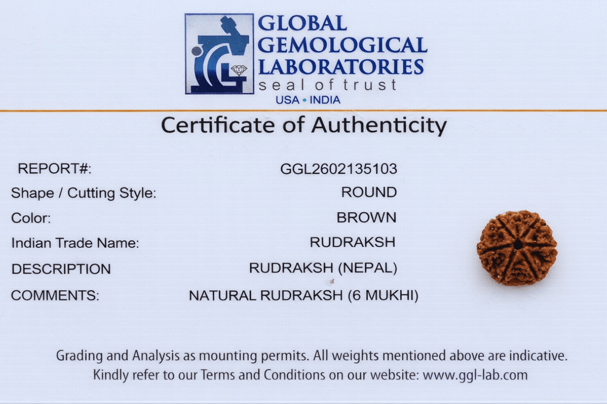 6 Mukhi Nepali Rudraksha