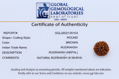 6 Mukhi Nepali Rudraksha