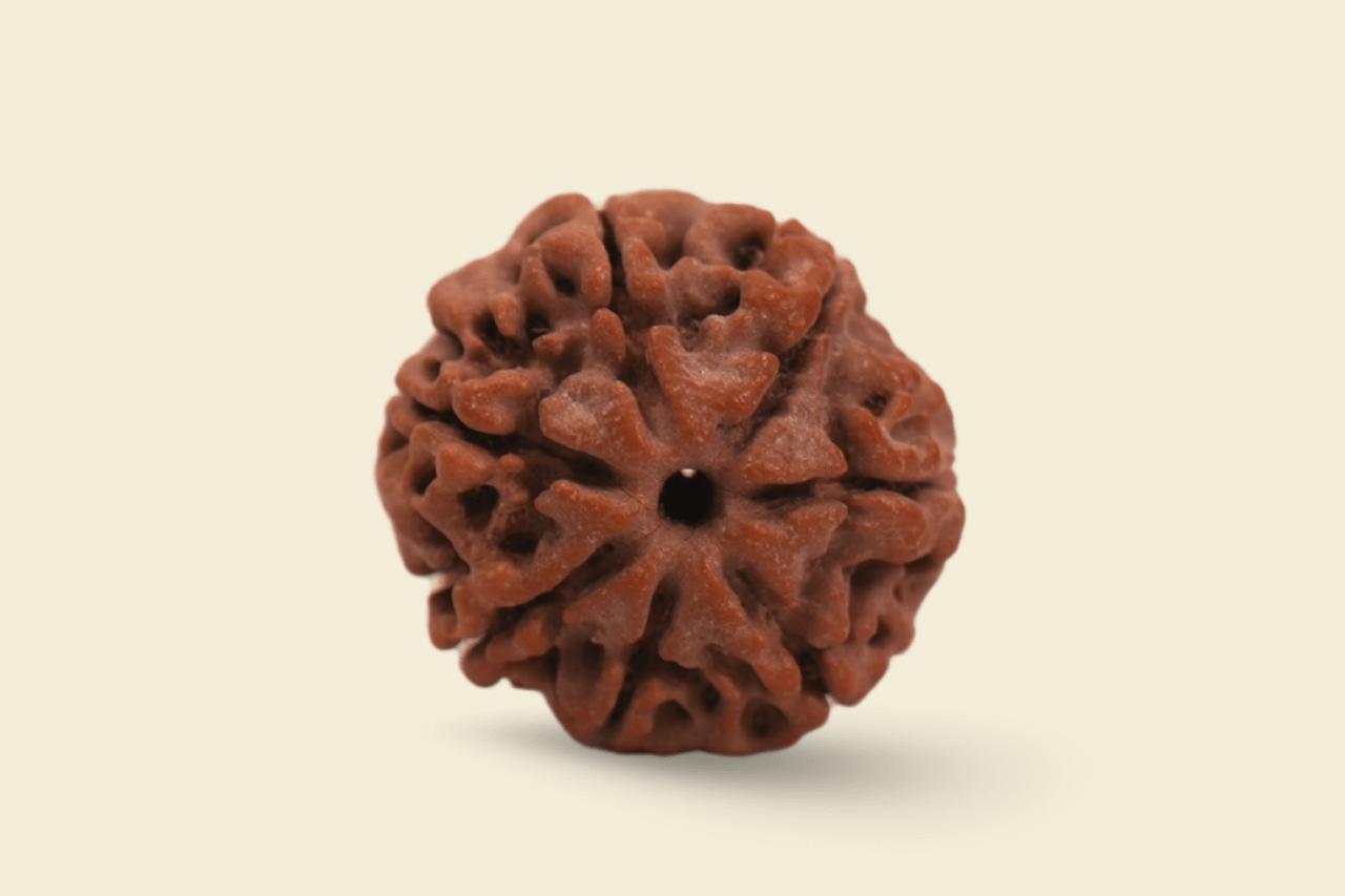 7 Mukhi Nepali Rudraksha