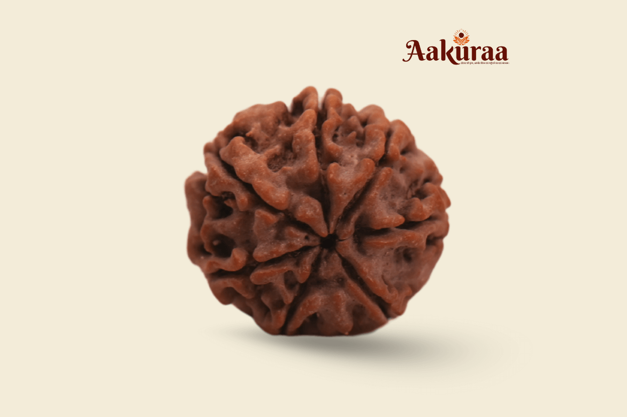 7 Mukhi Nepali Rudraksha