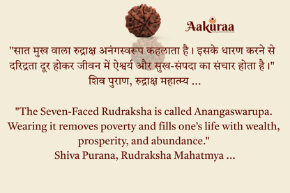 7 Mukhi Nepali Rudraksha