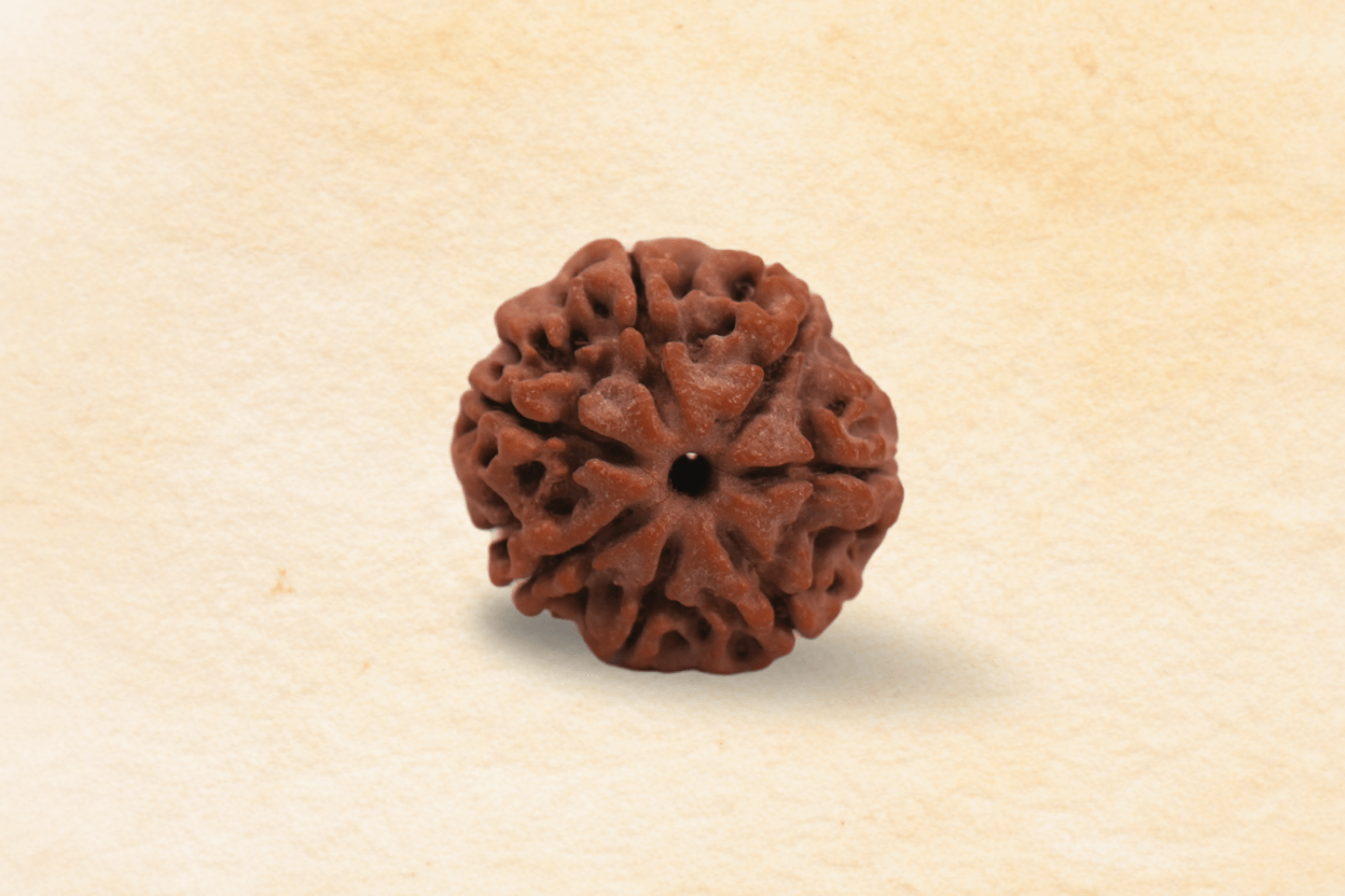 7 Mukhi Nepali Rudraksha