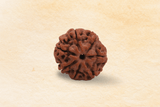 7 Mukhi Nepali Rudraksha
