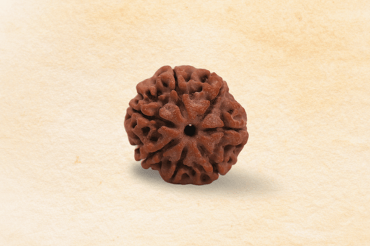 7 Mukhi Nepali Rudraksha