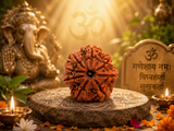 8 Mukhi Nepali  Rudraksha