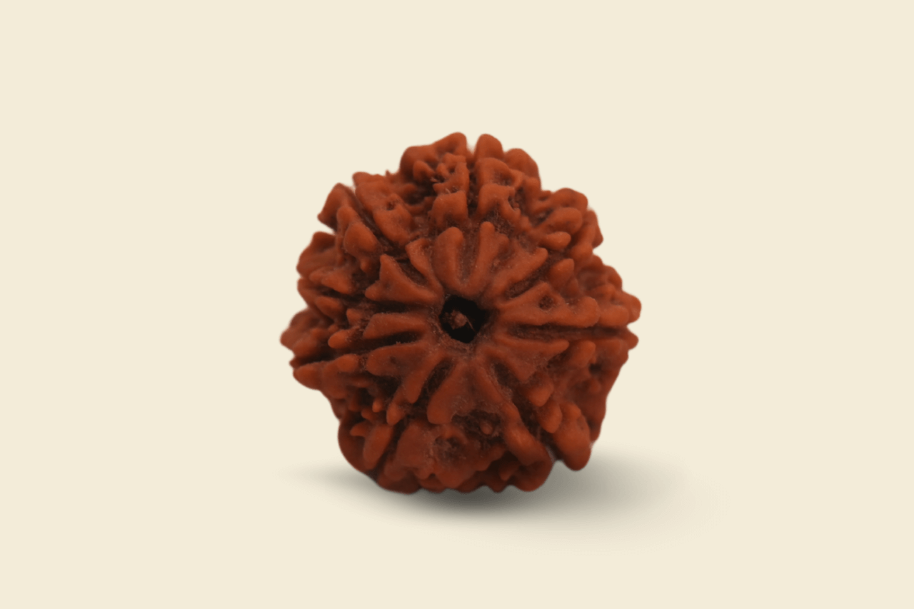 8 Mukhi Nepali  Rudraksha