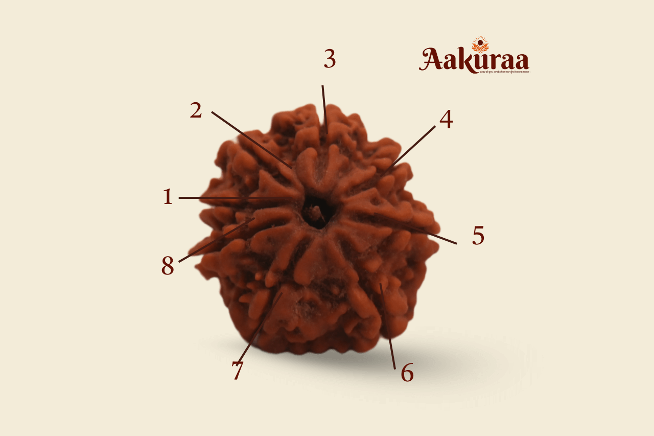 8 Mukhi Nepali  Rudraksha