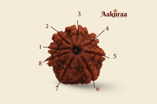 8 Mukhi Nepali  Rudraksha