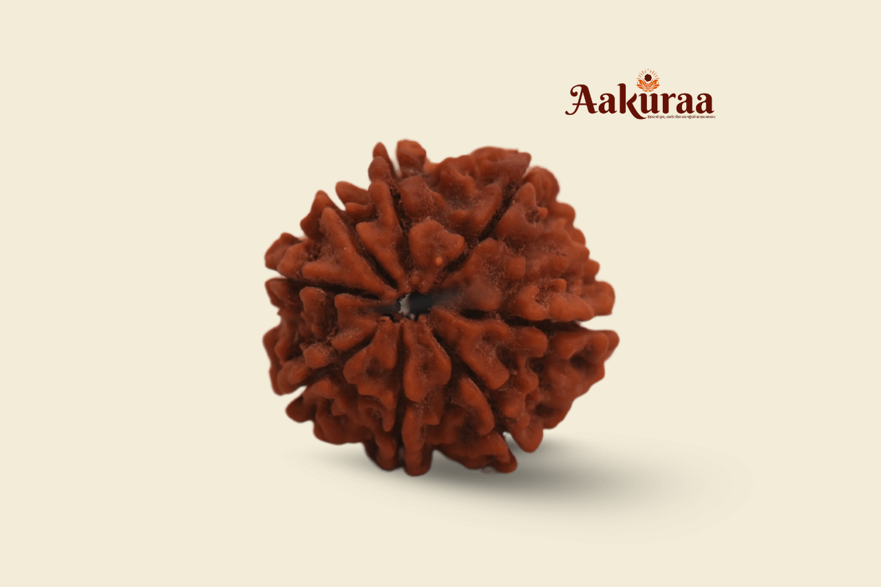 8 Mukhi Nepali  Rudraksha