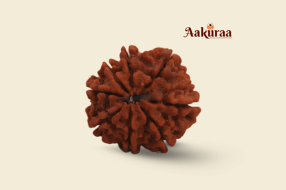 8 Mukhi Nepali  Rudraksha