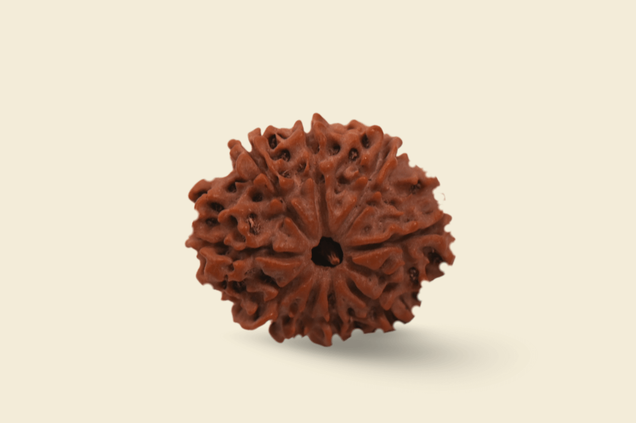 9 Mukhi Nepali Rudraksha