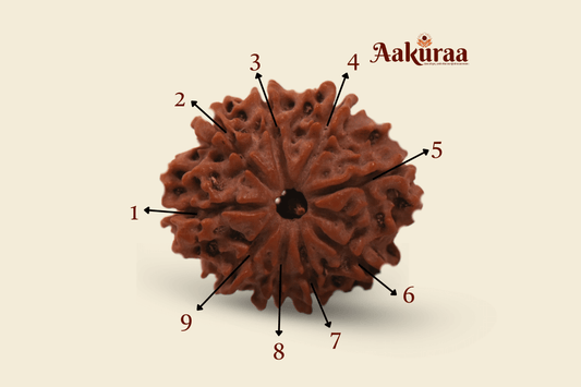 9 Mukhi Nepali Rudraksha