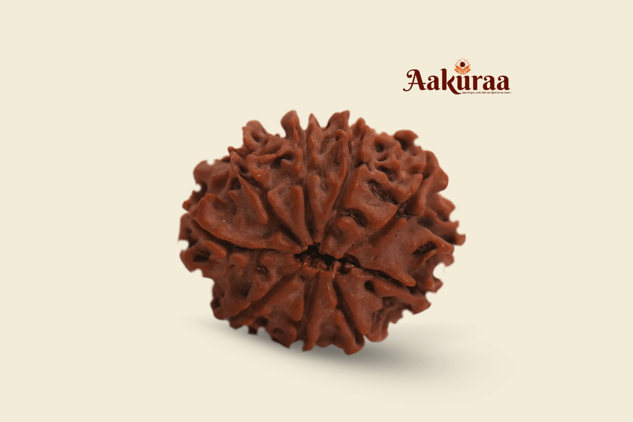 9 Mukhi Nepali Rudraksha
