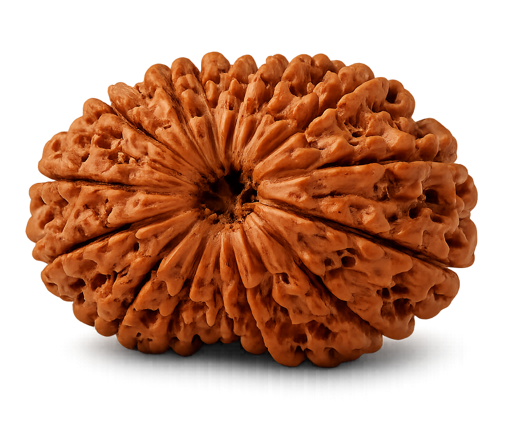 Buy Online Original 14 Mukhi Rudraksha