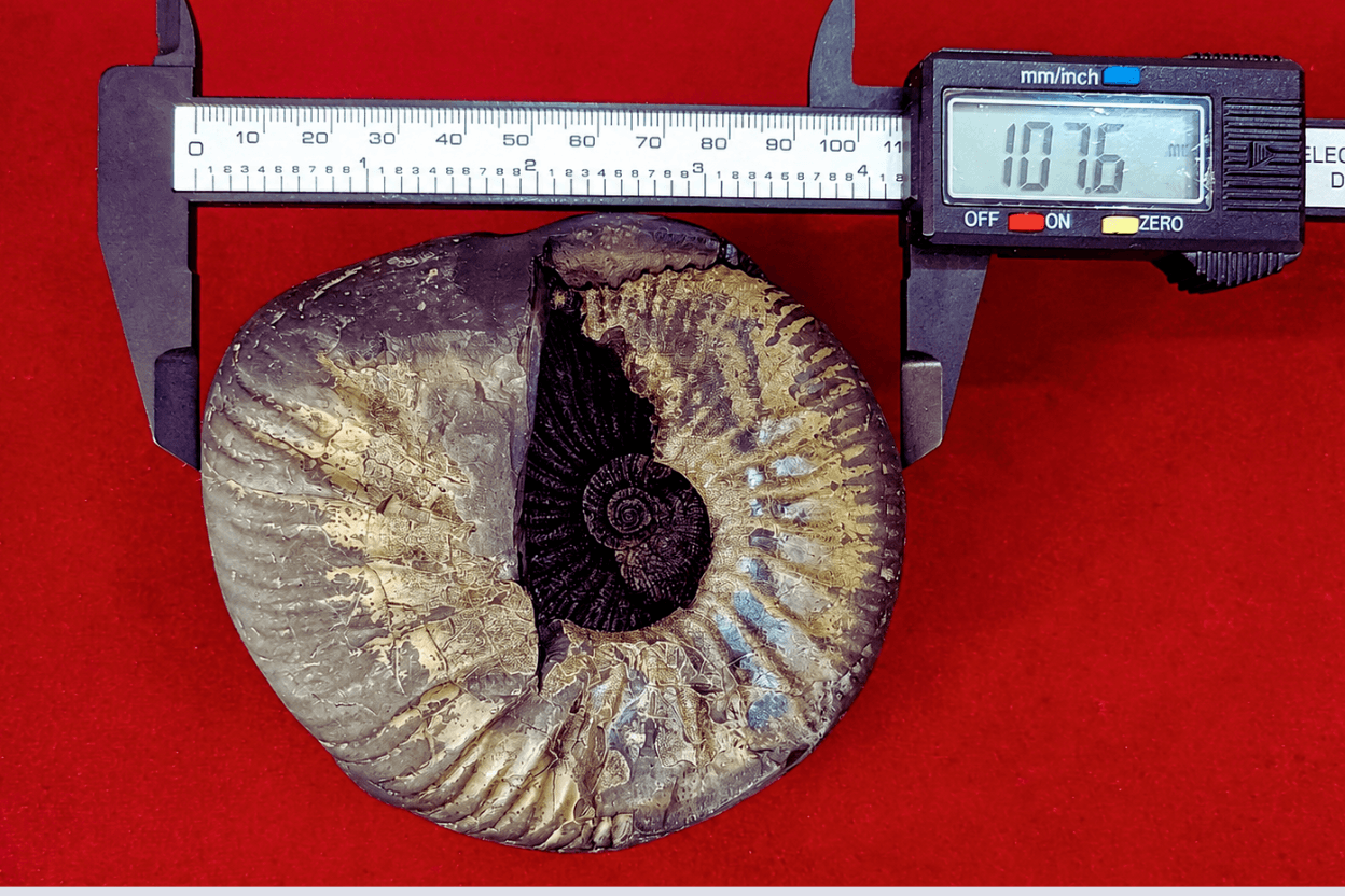 Chakra Narayan Shaligram