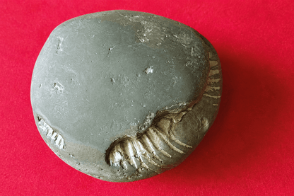 Chakra Narayan Shaligram