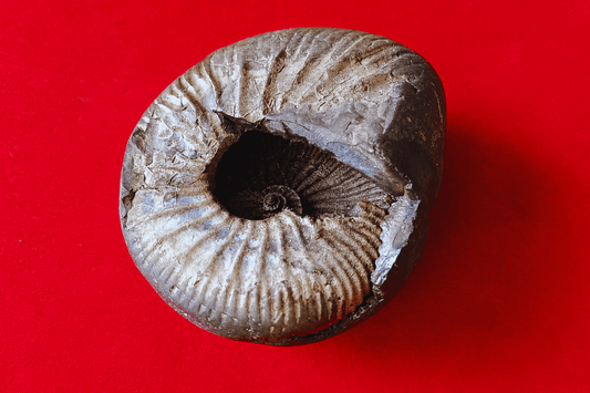 Original Chakra Narayan Shaligram Shila