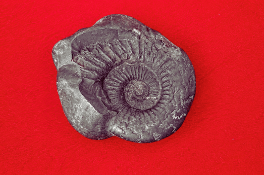 Ekachakra Shaligram