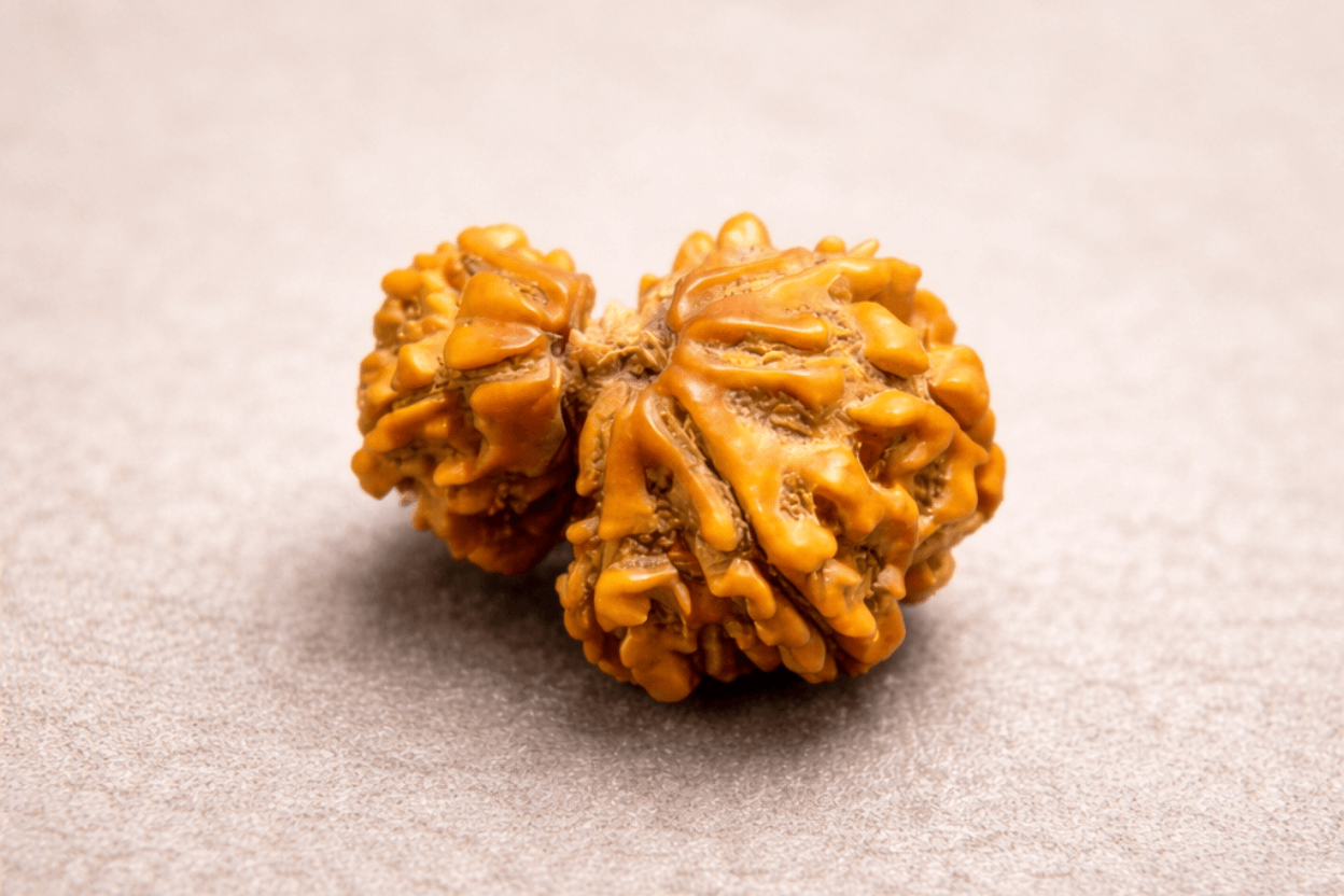 Garbha Gauri Nepali Rudraksha