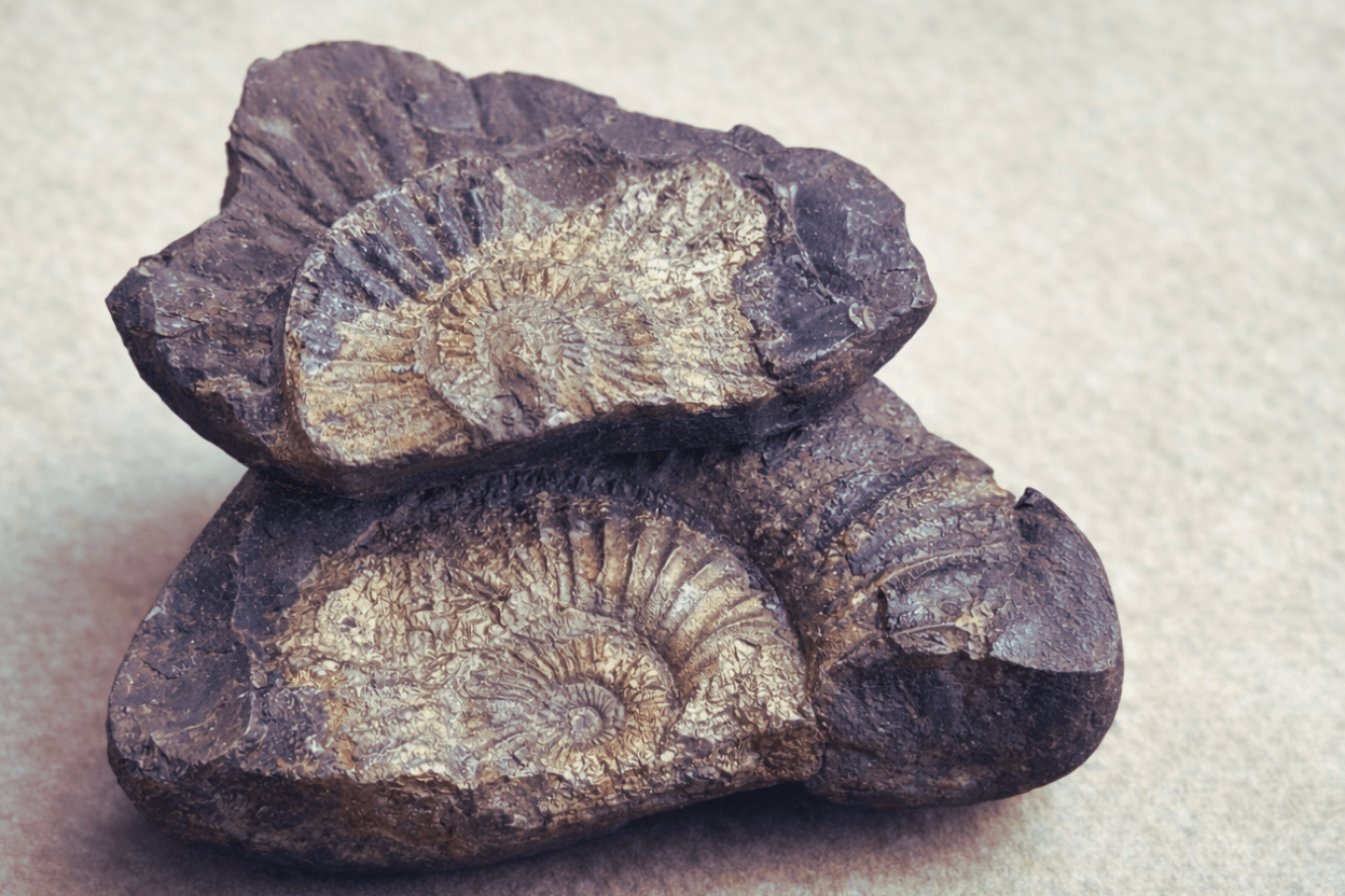 Kali Gandaki Natural Shaligram Shila