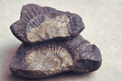 Kali Gandaki Natural Shaligram Shila