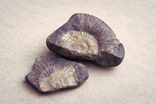 Kali Gandaki Natural Shaligram Shila