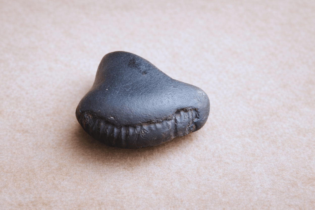 Kali Gandaki Natural Shaligram Shila