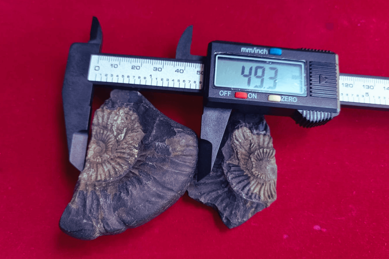 Kali Gandaki Natural Shaligram Shila