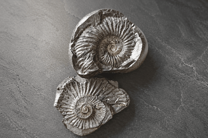 Kali Gandaki Natural Shaligram Shila