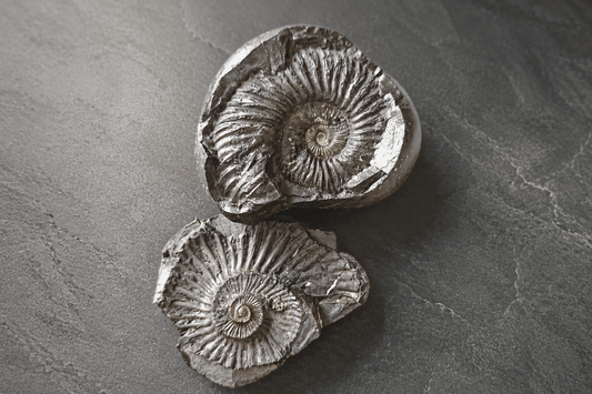 Kali Gandaki Natural Shaligram Shila