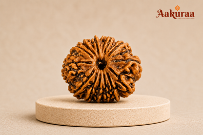 Natural 14 Mukhi Nepali Rudraksha for intuition and leadership