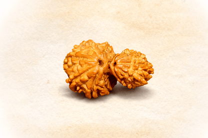 Natural Garbh Gauri Rudraksha