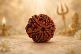 6 Mukhi Nepali Rudraksha