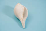 Shankha