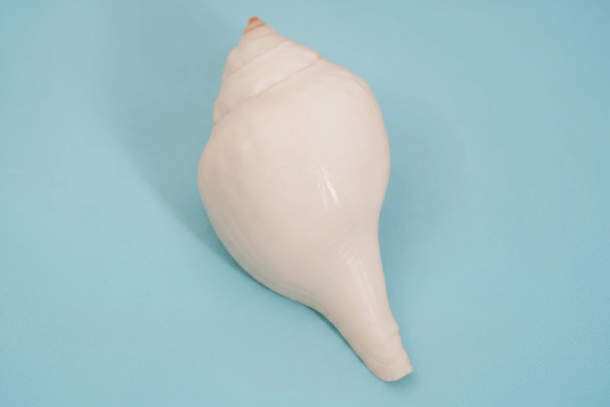 Shankha