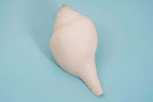 Shankha