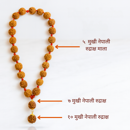 Trishaki Rudraksha Kavach 5 Mukhi Mala With 7-10 Mukhi Rudraksha Description
