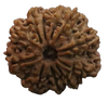 Nepali Rudraksha
